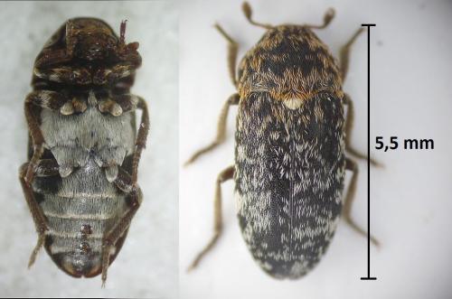 Dermestes gyllenhali